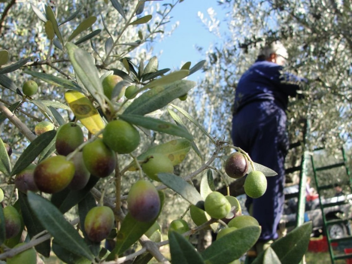 39° Sagra dell'Olio Nuovo