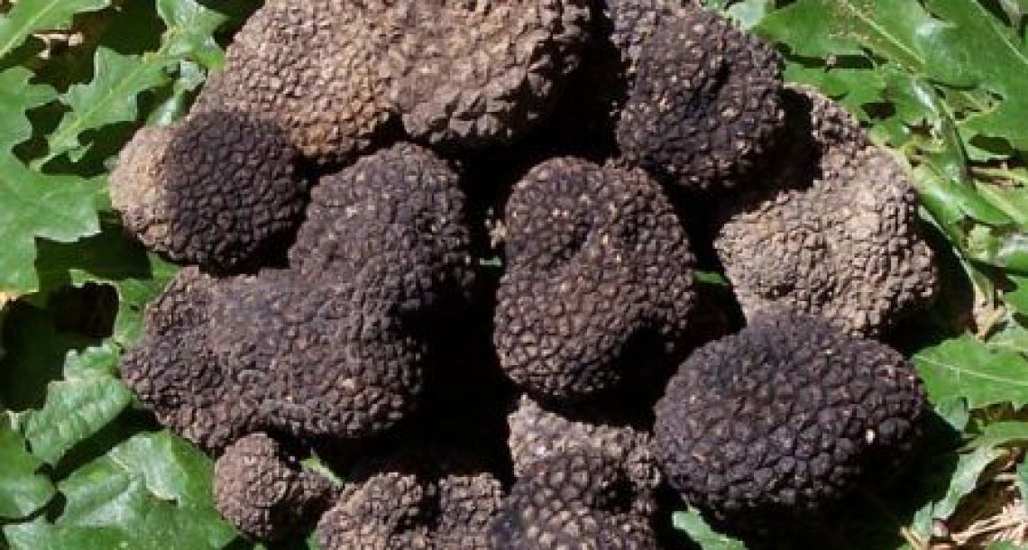 Sagra del Tartufo