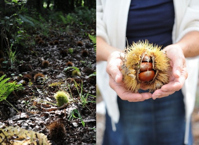 Castagne in mano