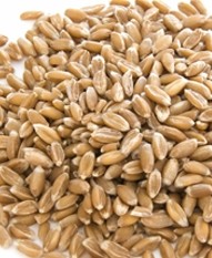 Farina di grano duro senatore cappelli