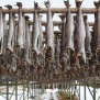 Baccalà norvegese o stoccafisso