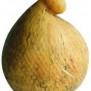 Sapori dei Sassi, caciocavallo