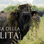 Caseificio Marrandino, la filiera della qualità