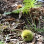 Castagne